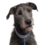 Petland Dunwoody Scottish Deerhound