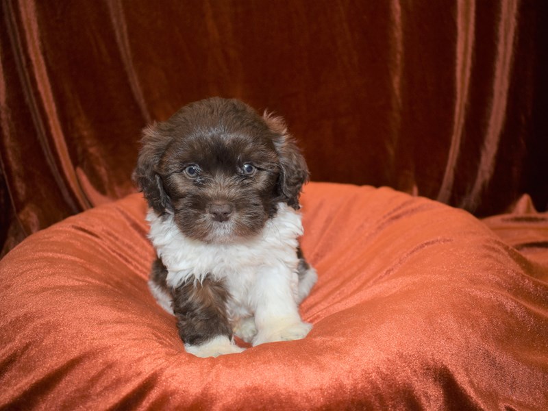 Shih Poo-Male--3370016-Petland Dunwoody Puppies For Sale