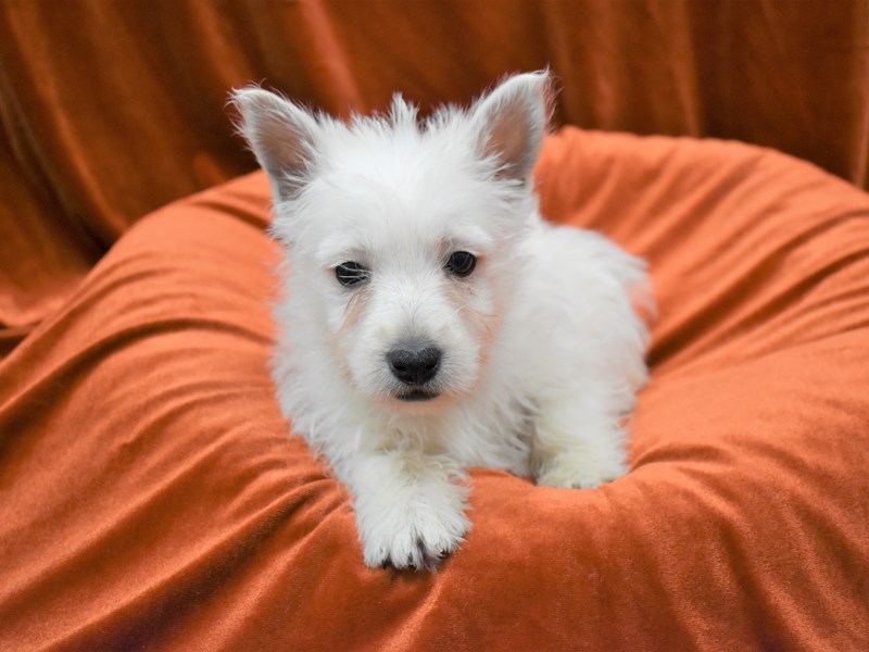 West Highland White Terrier-Female-White-3394979-Petland Dunwoody Puppies For Sale