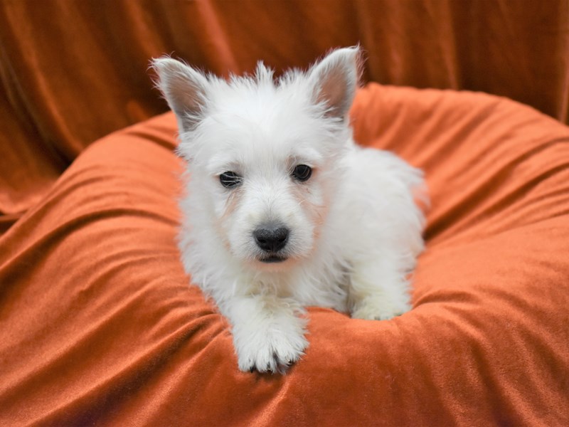 West Highland White Terrier-Female-White-3394979-Petland Dunwoody