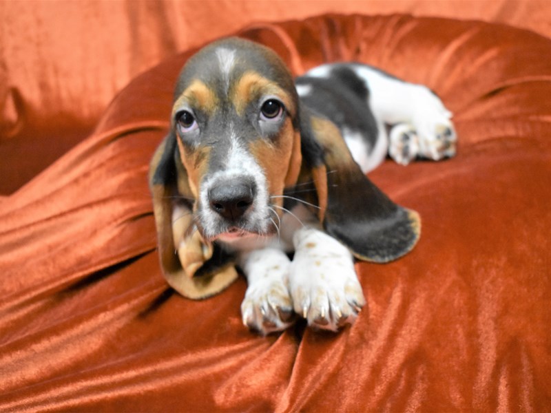 Basset Hound-Female-Black Brown and White-3377407-Petland Dunwoody Puppies For Sale