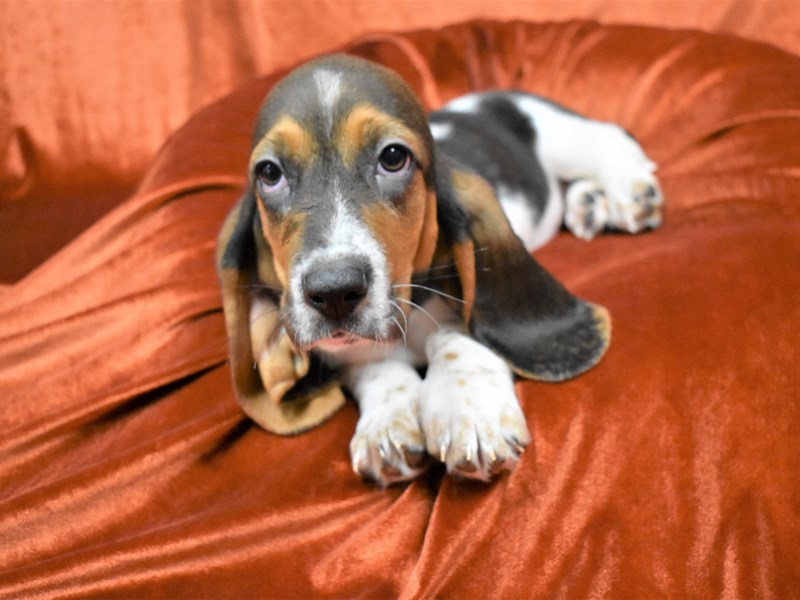 Basset Hound-Female-Black Brown and White-3377407-Petland Dunwoody