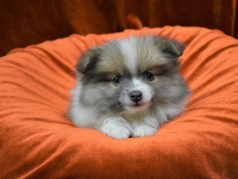 Shih-Pom-Male-Grey and White-3397797-Petland Dunwoody Puppies For Sale