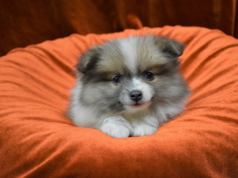 Shih-Pom-Male-Grey and White-3397797-Petland Dunwoody