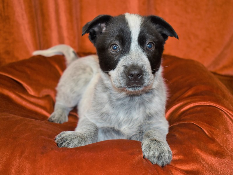 Australian Cattle Dog-Male-Blue Mottled-3414782-Petland Dunwoody