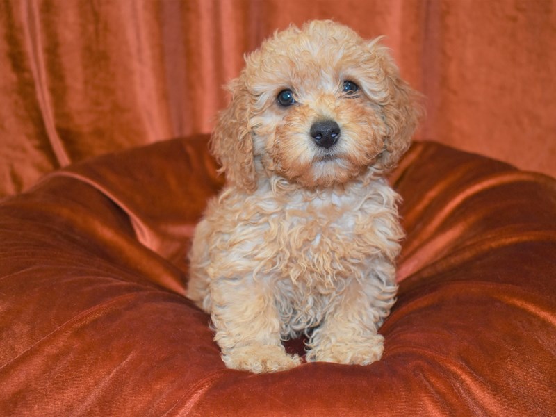 Miniature Poodle-Male-Apricot-3415577-Petland Dunwoody Puppies For Sale