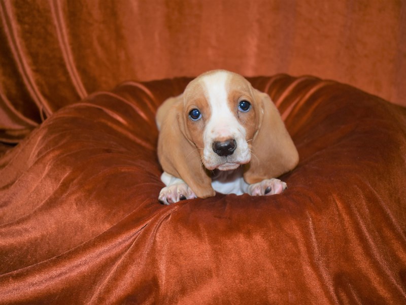 Basset Hound-Female-lemon & white-3415601-Petland Dunwoody Puppies For Sale