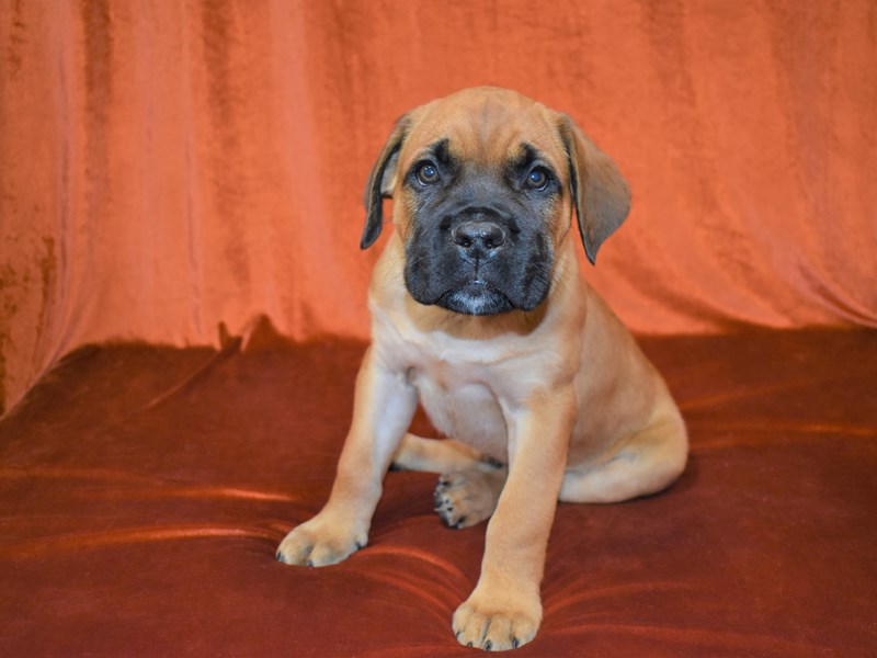 Cane Corso-Male-Fawn-3414659-Petland Dunwoody Puppies For Sale