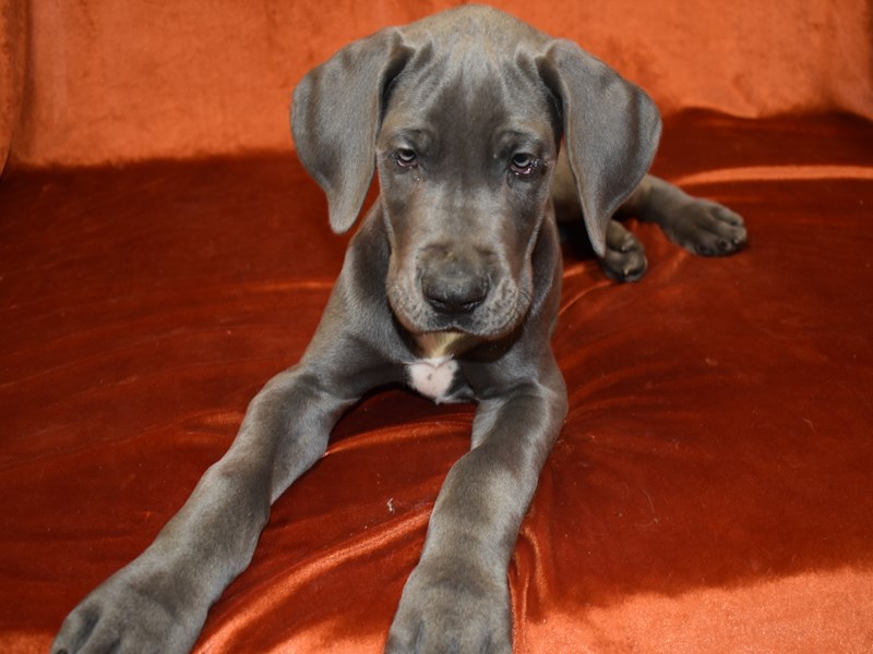 Blue great shop dane puppies