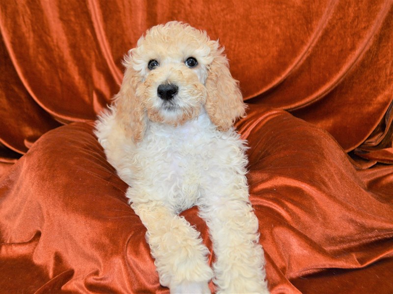 Standard Poodle-Male-Cream-3423862-Petland Dunwoody Puppies For Sale