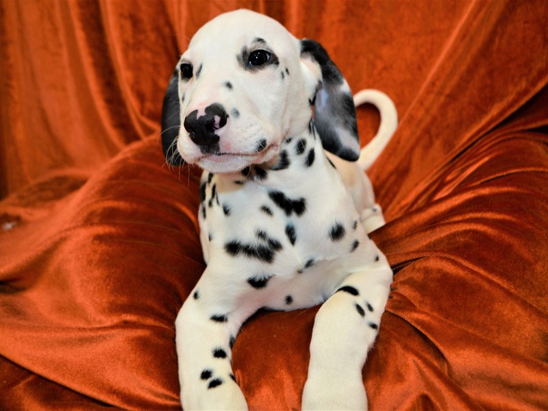 Dalmatian-Male-Black and White-3425772-Petland Dunwoody Puppies For Sale