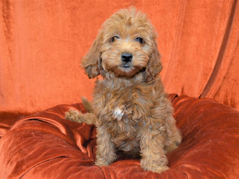 F1 Mini Goldendoodle-Female-Red-3425770-Petland Dunwoody Puppies For Sale