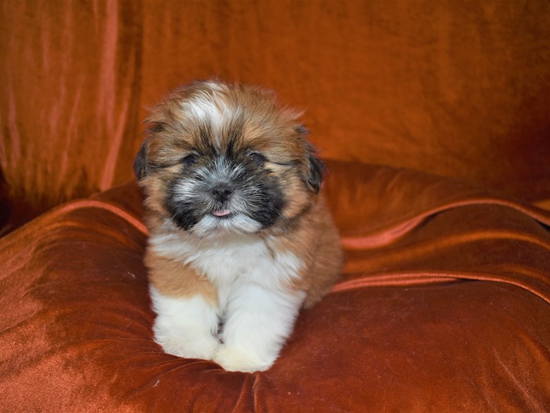 Pom-A-Poo-Female-Brown and White-3425843-Petland Dunwoody Puppies For Sale