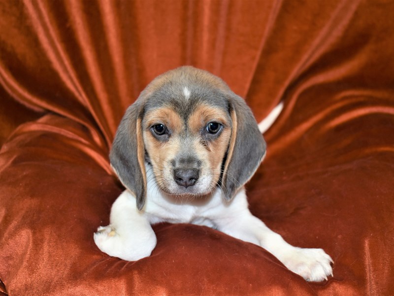 Beagle-Female-Gray and White-3436489-Petland Dunwoody Puppies For Sale