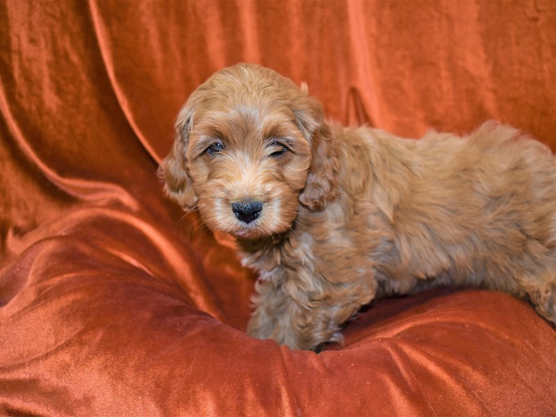 Comfort Goldendoodle-Female-Red-3436409-Petland Dunwoody Puppies For Sale