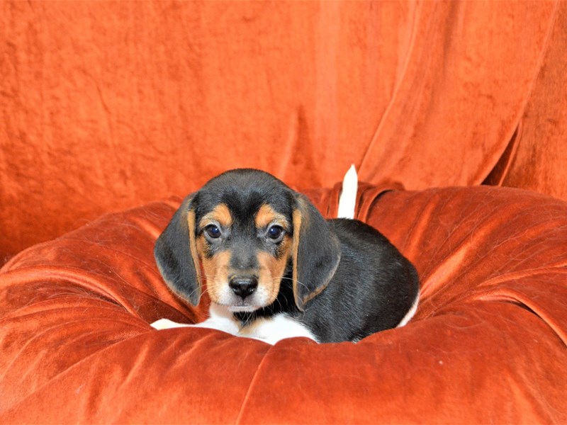 Beagle-Male-Black Tri-3425707-Petland Dunwoody Puppies For Sale