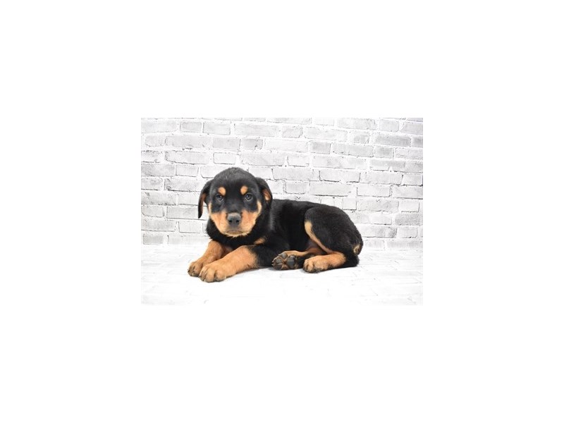Rottweiler-Female-Black and Mahogany-3433332-Petland Dunwoody Puppies For Sale
