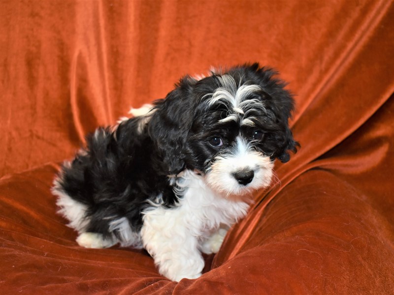 Cavachon-Female-Black and White-3425814-Petland Dunwoody Puppies For Sale