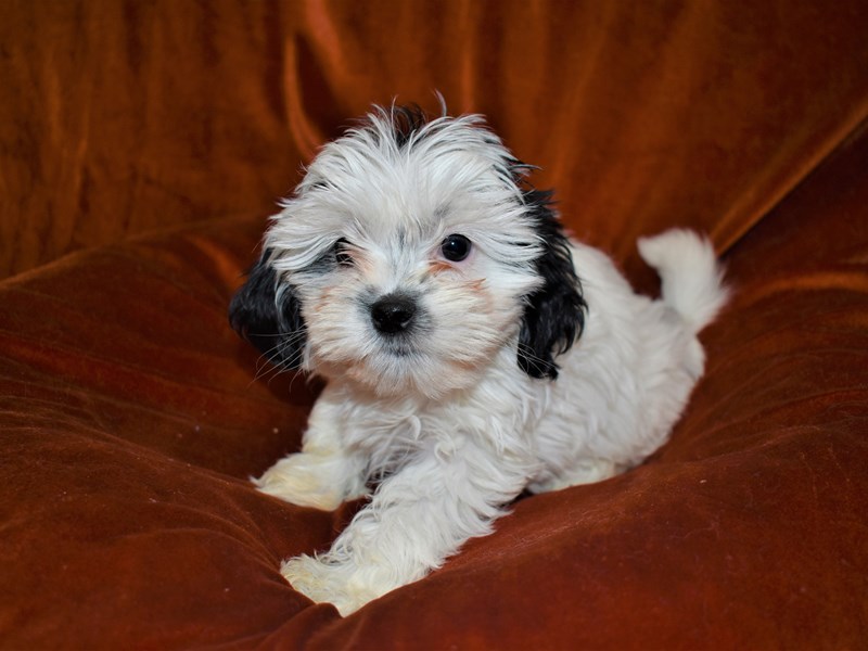 Shih -Poo-Female-Black and White-3433203-Petland Dunwoody