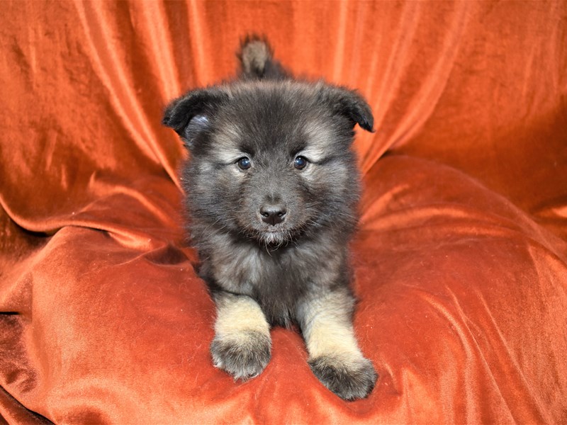 Keeshond-Female-Black Silver-3436506-Petland Dunwoody