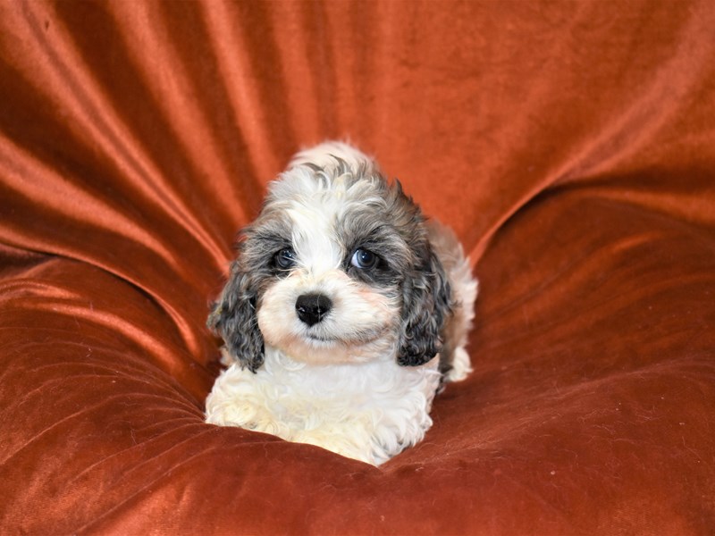 Cock-A-Chon-Male-Blue Merle and White-3443383-Petland Dunwoody Puppies For Sale