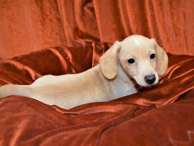 Miniature Dachshund-Male-Cream-3456133-Petland Dunwoody Puppies For Sale