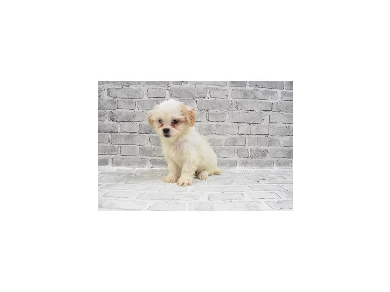 Peke-A-Poo-Male-Fawn-3463893-Petland Dunwoody Puppies For Sale