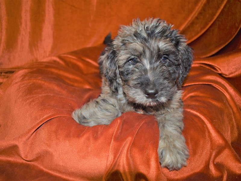 Bernedoodle-Male-Blue Merle-3465335-Petland Dunwoody