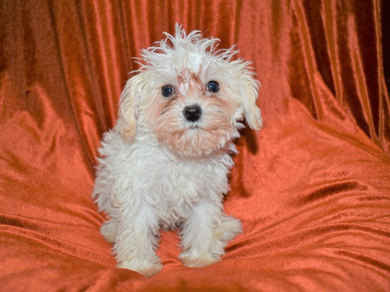 Schnoodle-Female-White-3474637-Petland Dunwoody