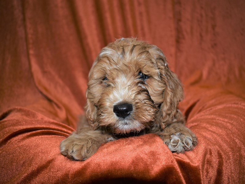 Comfort Goldendoodle-Female-Red and White-3475274-Petland Dunwoody Puppies For Sale