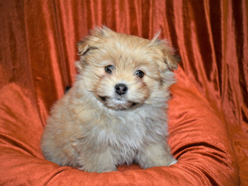 Malti-Poo-Female-Cream-3475093-Petland Dunwoody Puppies For Sale