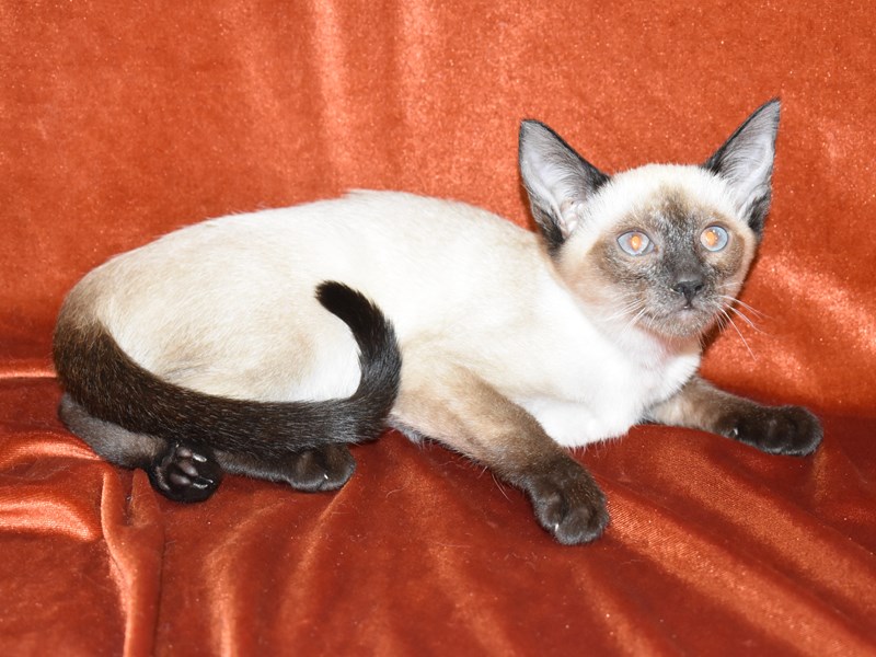 Siamese-Female-Seal Point-3405165-Petland Dunwoody