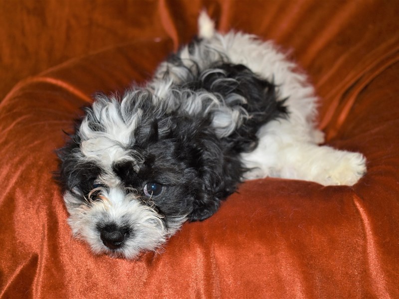 Cavachon-Female-Black and White-3425809-Petland Dunwoody Puppies For Sale
