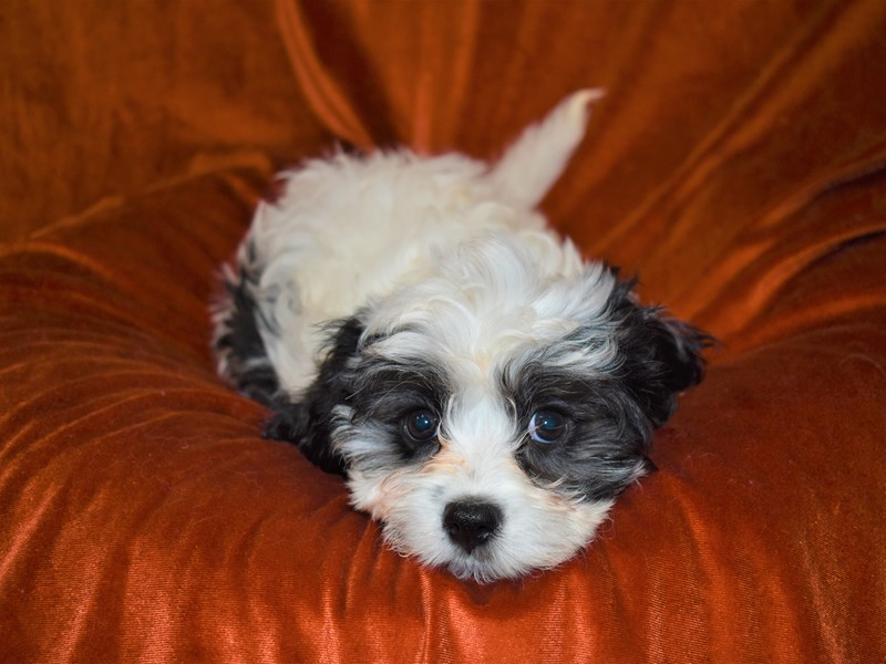 Cavachon-Female-Black and White-3425819-Petland Dunwoody Puppies For Sale