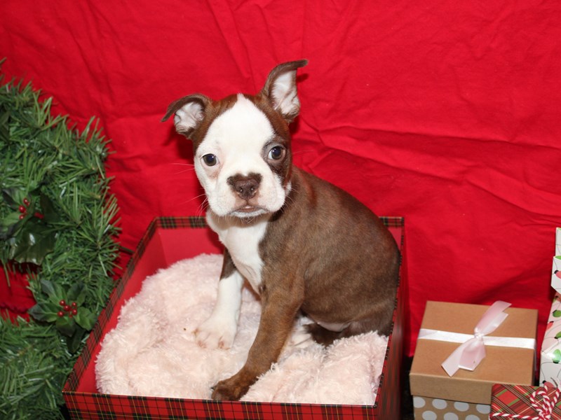 Boston Terrier-Female-Seal-3437336-Petland Dunwoody Puppies For Sale