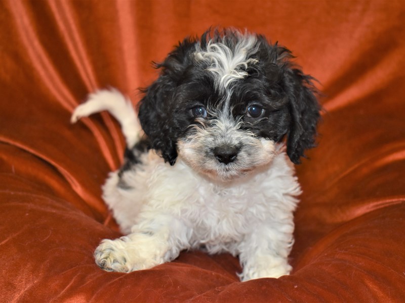 Cock-A-Chon-Male-Black and White-3443390-Petland Dunwoody Puppies For Sale
