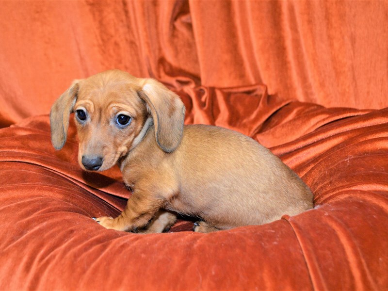 Miniature Dachshund-DOG-Female-Red-3456141-Petland Dunwoody
