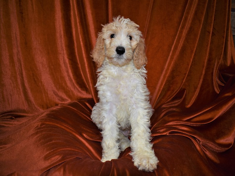 F1B Standard Goldendoodle-Female-Cream and White Parti-3464491-Petland Dunwoody Puppies For Sale