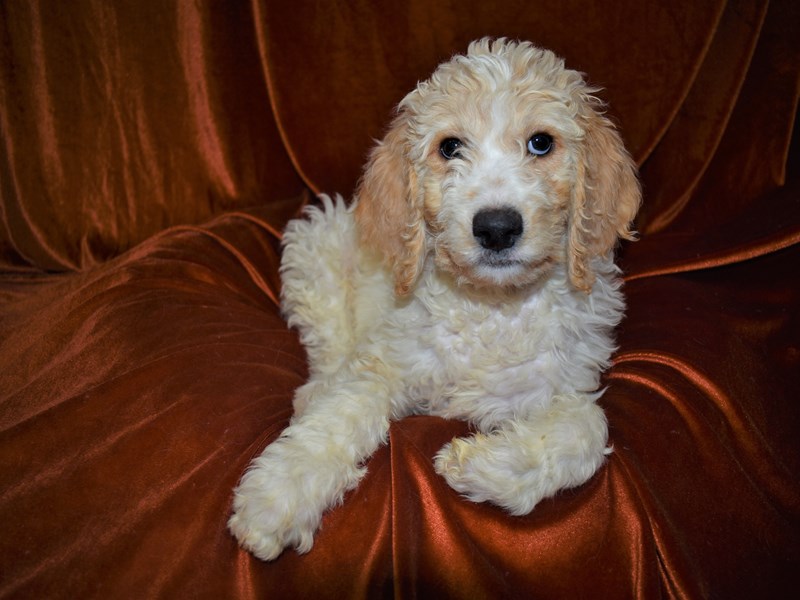 F1B Standard Goldendoodle-Male-Cream and White Parti-3464508-Petland Dunwoody Puppies For Sale