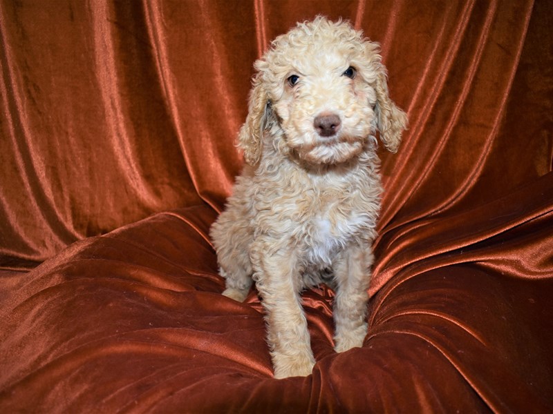 Goldendoodle 2nd Gen-Male-Apricot-3464015-Petland Dunwoody Puppies For Sale