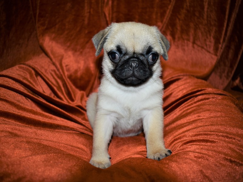Pug-Female-Fawn-3487035-Petland Dunwoody Puppies For Sale