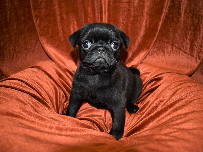Pug-Male-Black-3487046-Petland Dunwoody Puppies For Sale