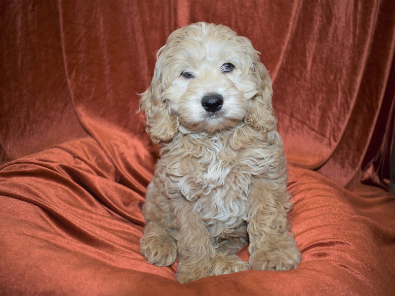 Cockapoo-Male-Apricot-3486224-Petland Dunwoody Puppies For Sale