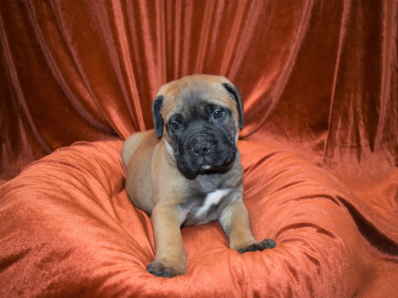 Bull Mastiff-Female-Red Fawn-3487591-Petland Dunwoody