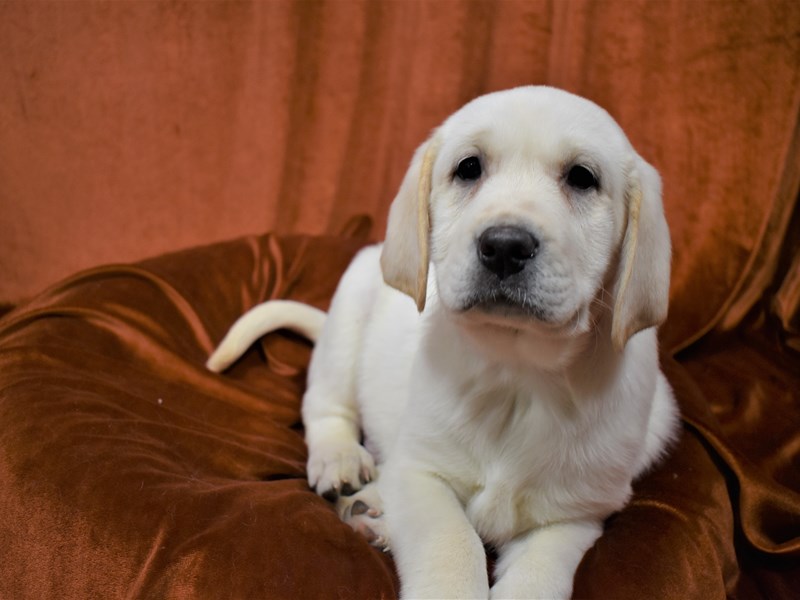 Labrador Retriever-Male-White-3487631-Petland Dunwoody Puppies For Sale