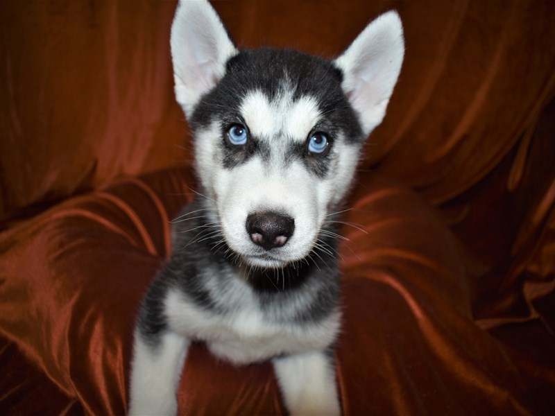 Siberian Husky-DOG-Male-Black and White-3496281-Petland Dunwoody Puppies For Sale