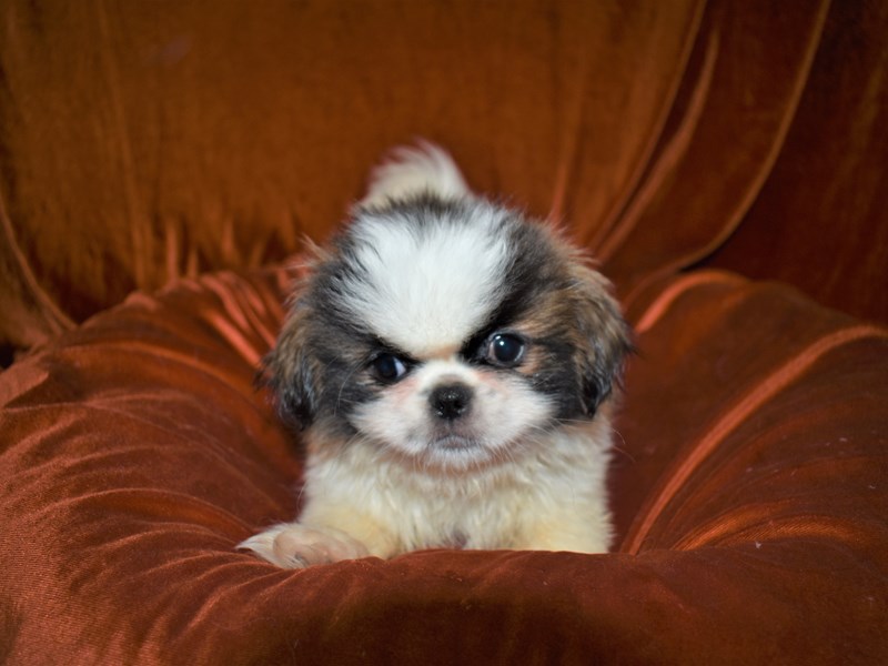 Pekingese puppies near me