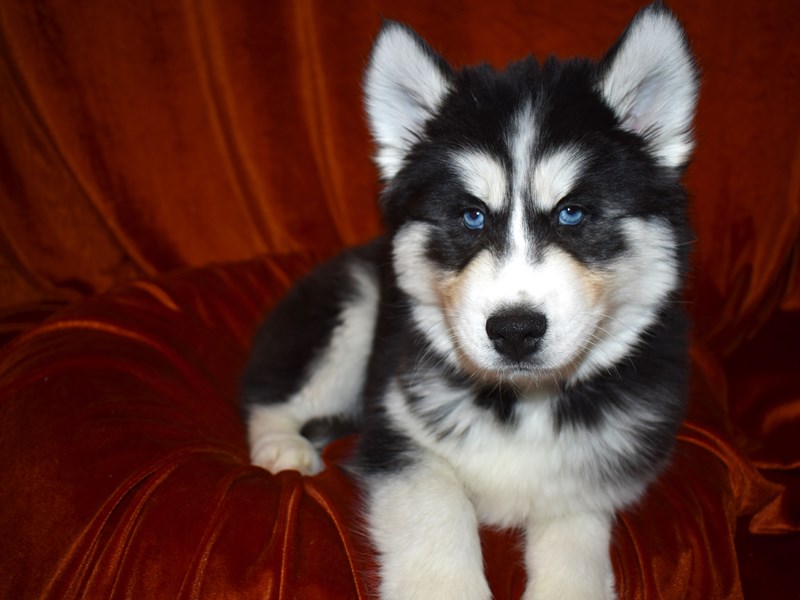 Siberian Husky-Male-Black Tan and White-3506863-Petland Dunwoody Puppies For Sale