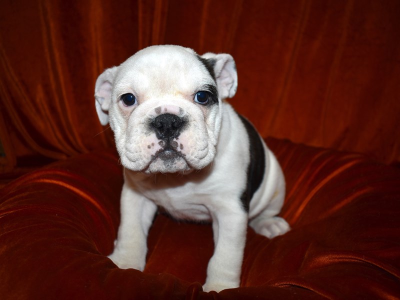 English Bulldog-Female-Brindle and White-3507051-Petland Dunwoody Puppies For Sale