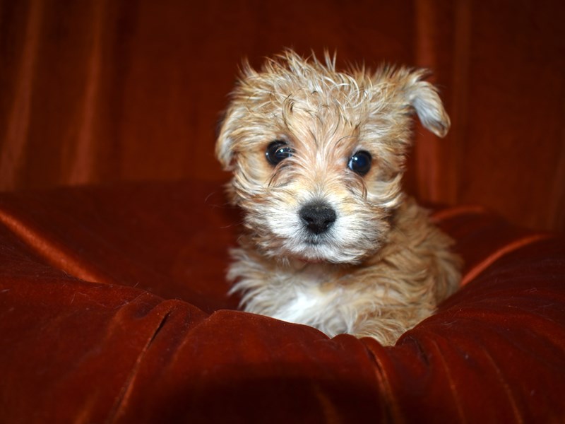 Morkie-DOG-Female-Gold-3506853-Petland Dunwoody Puppies For Sale